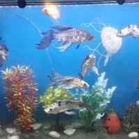 ماهی کوی سوپرباله|ماهی|چهاردانگه (تهران), |دیوار