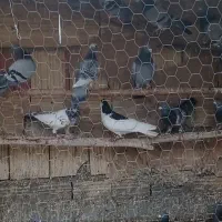 کبوتر پرشی المان