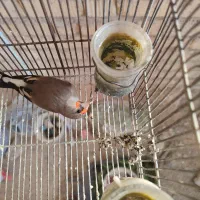 سهره کرمانی ماده اماده