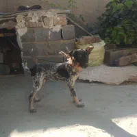 سگ پاکوتاه نر|سگ|شیروان (خراسان), |دیوار