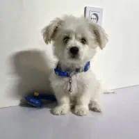 سگ شیتزو مالتیز