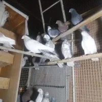 کفتر، کبوتر