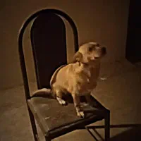 سگ آروم|سگ|قم, آزادگان|دیوار