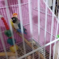 جفت طوطی برزیلی|پرنده|گنبد کاووس, |دیوار