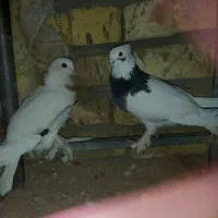 کبوتر طوقی زرد وسیاه