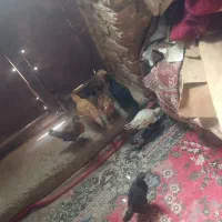 مرغ با جوجه|حیوانات مزرعه|هامون, |دیوار