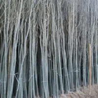 نهال صنوبر فقط 20 تومن قیمت مقطع