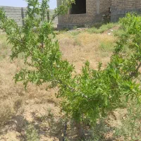 فروش خانه ویلایی ۹۰ متری ۱ خوابه در خان زنیان|فروش خانه و ویلا|شیراز, احمدآباد|دیوار