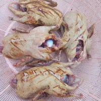 اردک و غاز محلی|حیوانات مزرعه|رشت, پل تالشان|دیوار