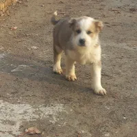 توله سگ خراسانی