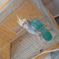 عروس هلندی ماده دستی