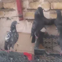 کبوتر