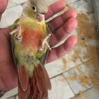 گرینچیک ۳ ماهه ۵ عدد