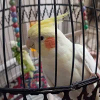 طوطی عروس|پرنده|مشهد, آبکوه|دیوار