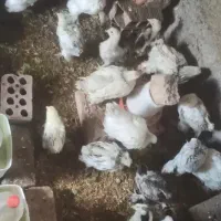 جوجه برهما نژاد غول پیکر با پرهای زیبا موجود شد۵۰۰