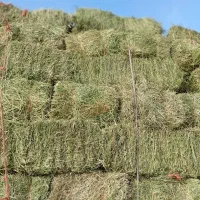 یونجه انباری چین 3و 4خشک درجه یک|عمده‌فروشی|هشتگرد, هشتگرد قدیم|دیوار