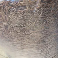 میلورم زنده و خشک