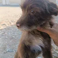 سگ پاکوتاه|سگ|قوچان, |دیوار