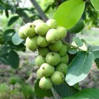 بزرگترین نهالستان در غرب کشور