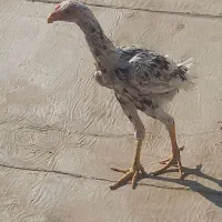 خروس لاری|حیوانات مزرعه|چهاردانگه (تهران), |دیوار