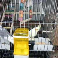 عروس هلندی|پرنده|اندیمشک, |دیوار