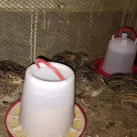 بلدرچین 35 روزه ژاپنی