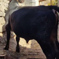 گوساله نر 11ماهە بور|حیوانات مزرعه|ننور, |دیوار