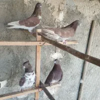 کبوتر سرخ وگرگی