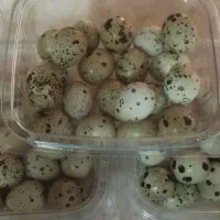 تخم بلدرچین بصورت روزانه وتازه