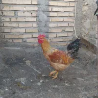خروس جوان|حیوانات مزرعه|مشهد, بهارستان|دیوار
