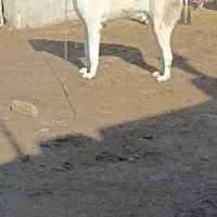 سگ گوسفندی و نگهبان دوساله