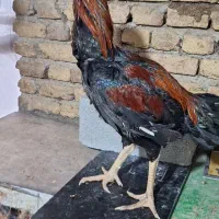 خروس لاری اصل ۷ماه