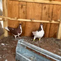 کفتر سیاهپوش|پرنده|صدرا-فارس, فاز ۱|دیوار