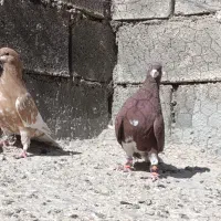 کفتر شهری و...