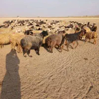 گوسفند داشتی|حیوانات مزرعه|آباده, |دیوار