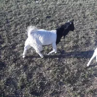 بزغاله نژدی نر تا سه قل|حیوانات مزرعه|فارسان, |دیوار