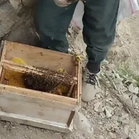 زنبور عسل فروشی