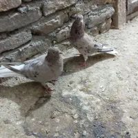 کفتر دم سفید|پرنده|نیشابور, مازول|دیوار