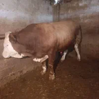 گوسفند و گوساله جهت قربانی