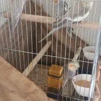 عروس هلندی جفت با دوتا جوجه یکجا