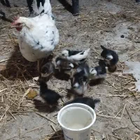 1عددمرغ گلین با 6تاجوجه گلین 50روزه