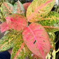 فروش ویژه گیاه وگلدان روز مادر روز زن و شب یلدا|گل و گیاه طبیعی|مشهد, شفا|دیوار