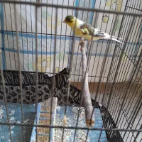 دو عدد قناری نر و ماده|پرنده|بروجرد, |دیوار