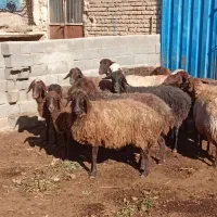 ۱۲میش اوست سنگین|حیوانات مزرعه|طرقبه, |دیوار