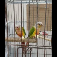 طوطی گرینچیک|پرنده|تهران, مسعودیه|دیوار