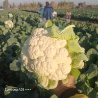 گل کلم سوپر توپر فقط ۲۶/۵۰۰ تومان