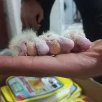 جوجه عروس هلندی