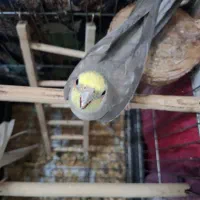 عروس هلندی مولد|پرنده|اسلام‌شهر, شهرک سعیدیه|دیوار