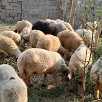گوسفند فروشی|حیوانات مزرعه|عنبرآباد, |دیوار