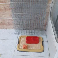 وسایل سگ خانگی به فروش میرسد